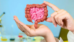 Ultimate Guide toward healthier Gut Health 