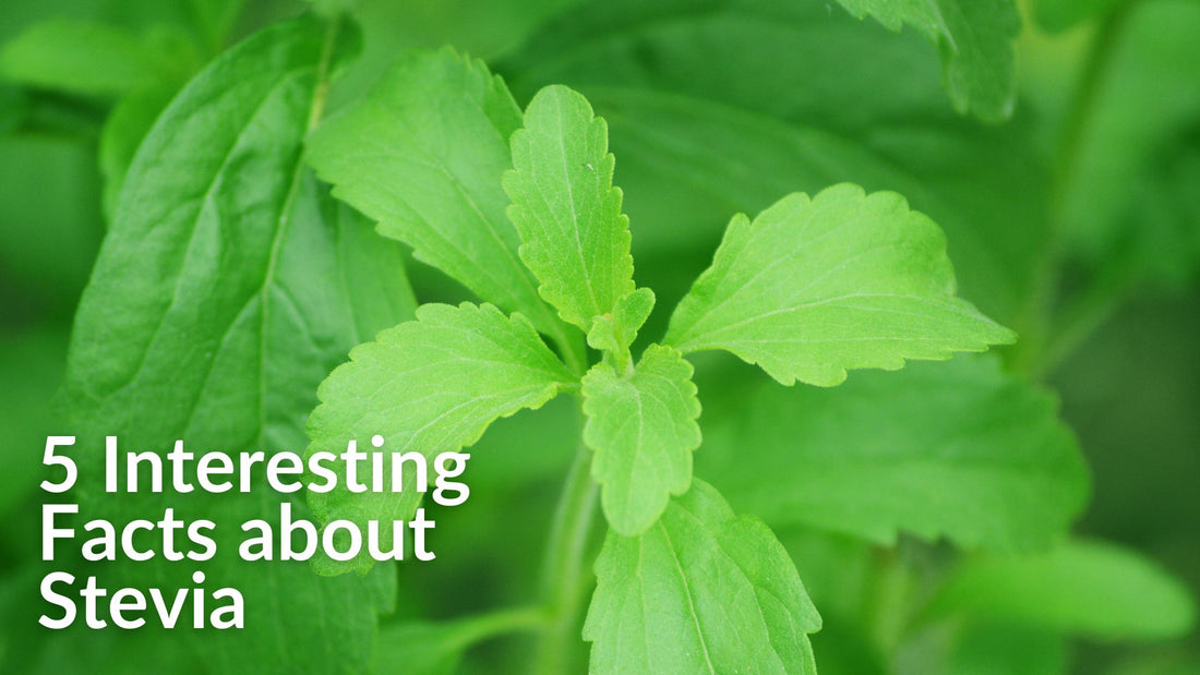 5 Interesting Facts about Stevia